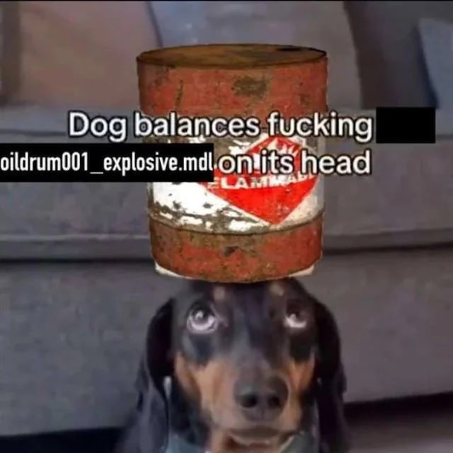 Dog head