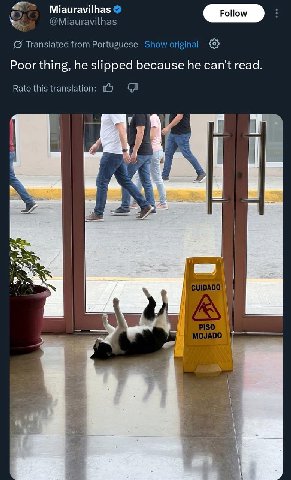 Miauravilhas @Miauravilhas Translated from Portuguese Show original Poor thing, he slipped because he can't read. Rate AS