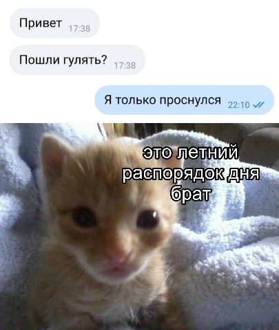 Привет 17:38 Пошли гулять? Я только проснулся распорядок