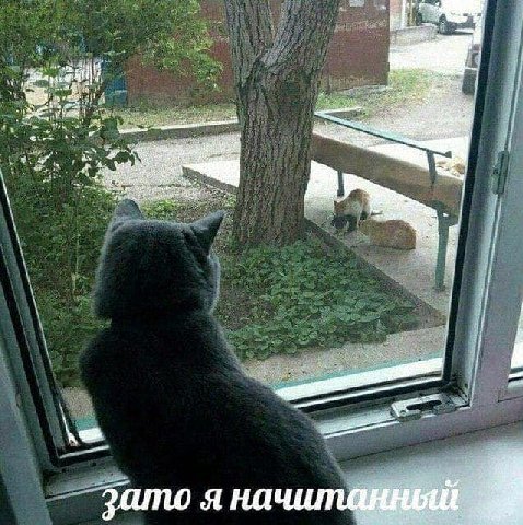 if зато я на
