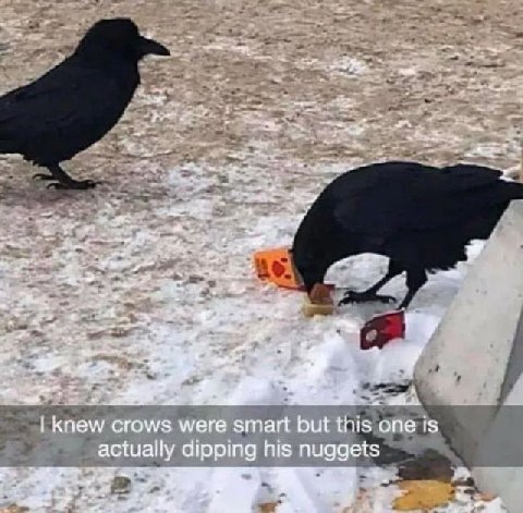 о knew crows were smart but this one actually dipping his nuggets