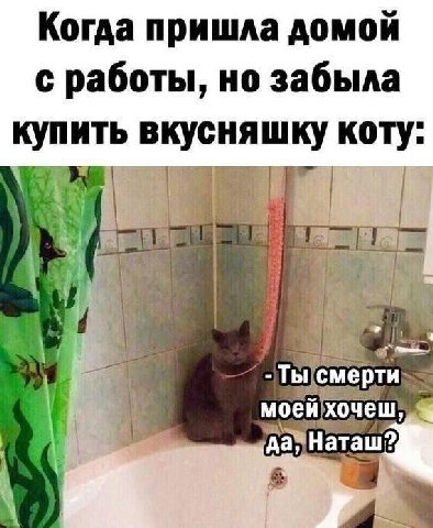 Когда пришла домой с работы, но забыла купить вкусняшку коту: bal