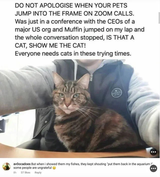 NOT APOLOGISE WHEN YOUR PETS JUMP INTO THE FRAME ON ZOOM CALLS. Was just in a conference with the CEOs of a major org and Muffin jumped on my lap and the whole conversation stopped, IS THAT A CAT, SHO