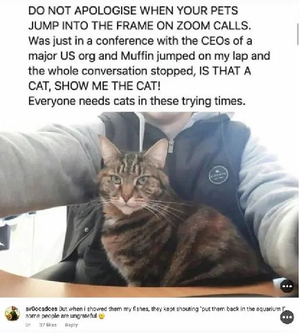 NOT APOLOGISE WHEN YOUR PETS JUMP INTO THE FRAME ON ZOOM CALLS. Was just in a conference with the CEOs of a major org and Muffin jumped on my lap and the whole conversation stopped, IS THAT A CAT, SHO