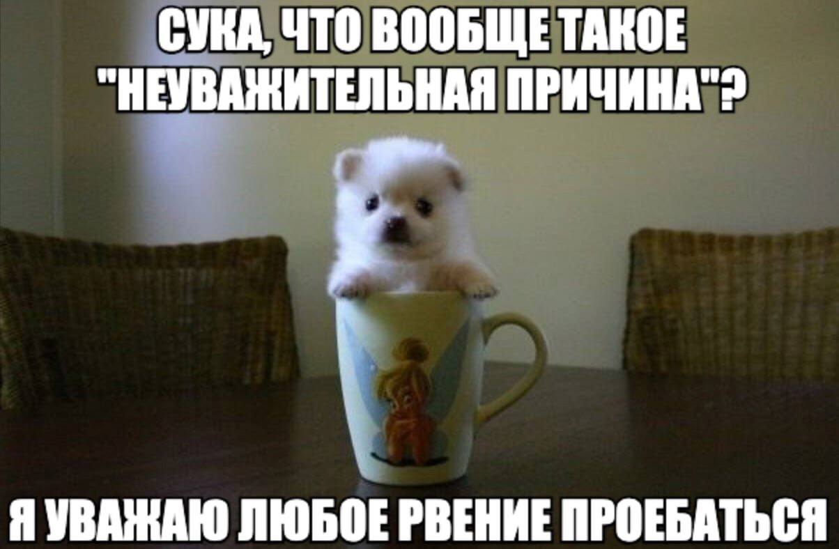 СУКА, ЧТО ВООБЩЕТАКОЕ "НЕУВАЖИТЕЛЬНАЯ у Я УВАЖАЮ ЛЮБОЕ РВЕНИЕ ПРОЕБАТЬСЯ