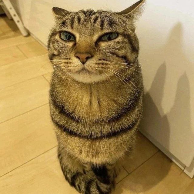 мистер пенис