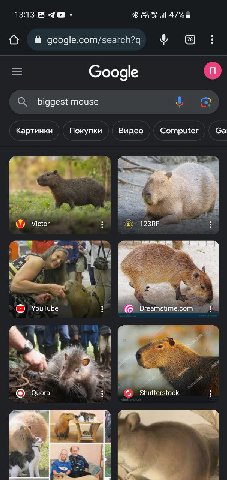 большая мышь