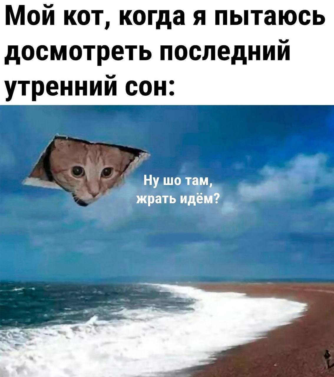 Мой кот, когда я пытаюсь досмотреть последний утренний сон: Ну там, жрать идём?