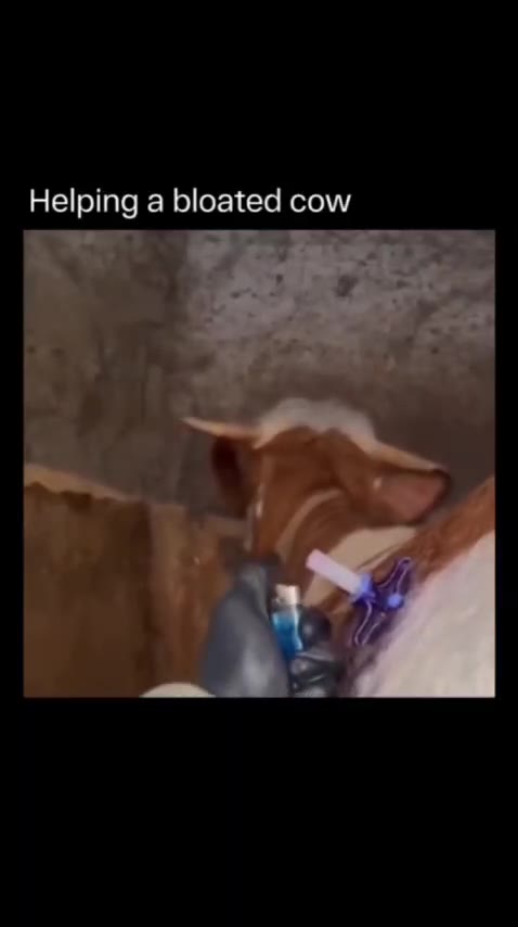 Helping a bloated cow