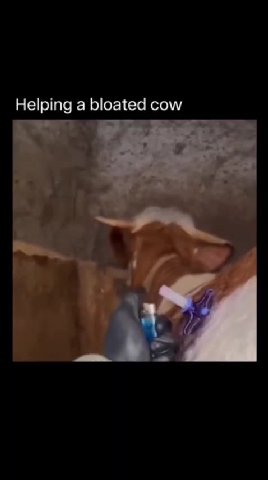 Helping a bloated cow