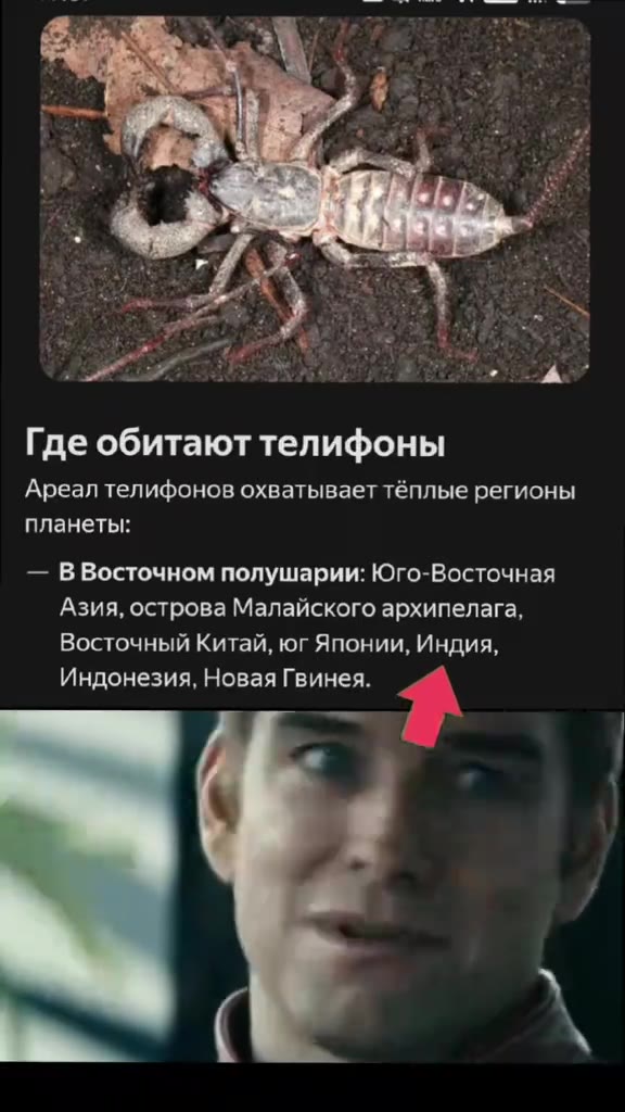 Где обитают телифоны Ареал телифонов охватывает тёплые регионы — ВВосточном полушарии: Юго-Восточная Азия, острова Малайского архипелага, Восточный Китай, юг Японии, Индия, Индонезия, Новая Гвинея. =