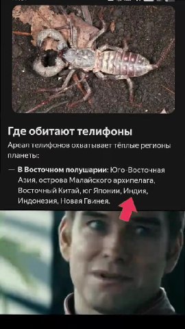 Где обитают телифоны Ареал телифонов охватывает тёплые регионы — ВВосточном полушарии: Юго-Восточная Азия, острова Малайского архипелага, Восточный Китай, юг Японии, Индия, Индонезия, Новая Гвинея. =