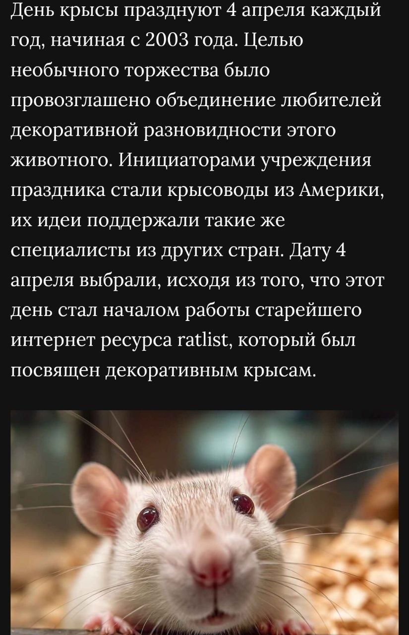 День крысы празднуют 4 апреля каждый год, начиная с 2003 года. Целью необычного торжества было провозглашено объединение любителей декоративной разновидности этого животного. Инициаторами учреждения п