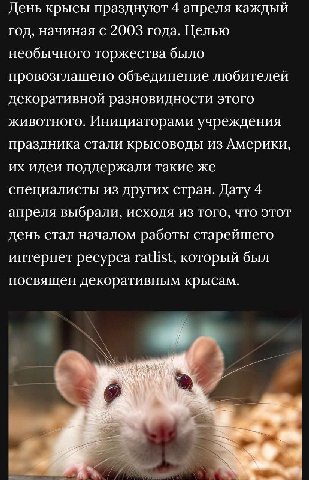День крысы празднуют 4 апреля каждый год, начиная с 2003 года. Целью необычного торжества было провозглашено объединение любителей декоративной разновидности этого животного. Инициаторами учреждения п