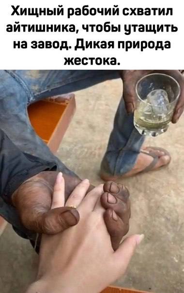 Хищный рабочий схватил айтишника, чтобы утащить на завод. Дикая природа жестока.
