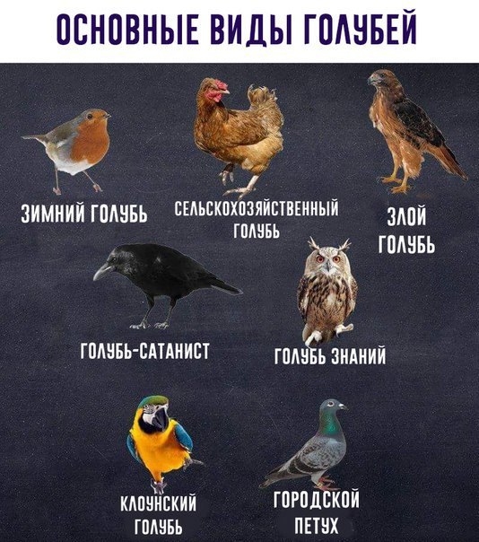 ОСНОВНЫЕ ВИДЫ ГОЛУБЕЙ ЗИМНИЙ ГОЛУБЬ ГОЛУБЬ и” ГОЛУБЬ-САТАНИСТ ГОЛУБЬ ЗНАНИЙ ГОРОДСКОЙ ГОЛУБЬ ПЕТУХ