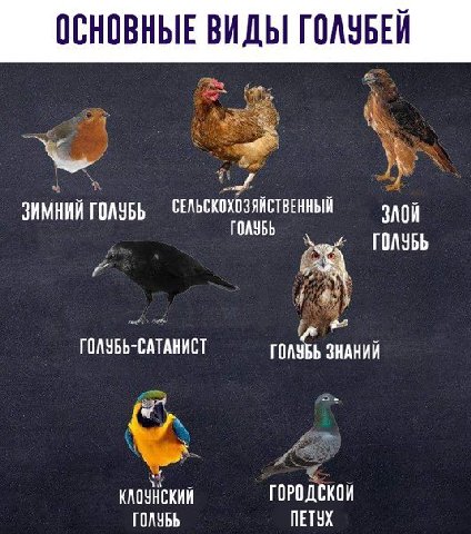 ОСНОВНЫЕ ВИДЫ ГОЛУБЕЙ ЗИМНИЙ ГОЛУБЬ ГОЛУБЬ и” ГОЛУБЬ-САТАНИСТ ГОЛУБЬ ЗНАНИЙ ГОРОДСКОЙ ГОЛУБЬ ПЕТУХ