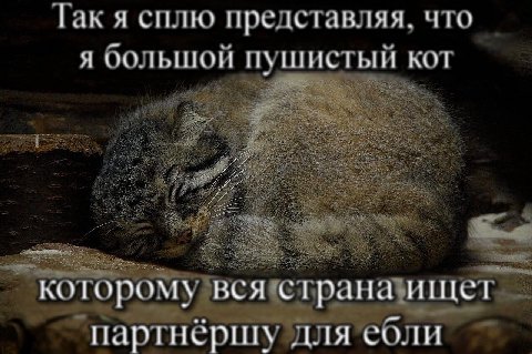 Так я сплю представляя, что Я большой пушистый KOT a #7 77 я aS 4: 72 которо всястрана партнёршу для ебли