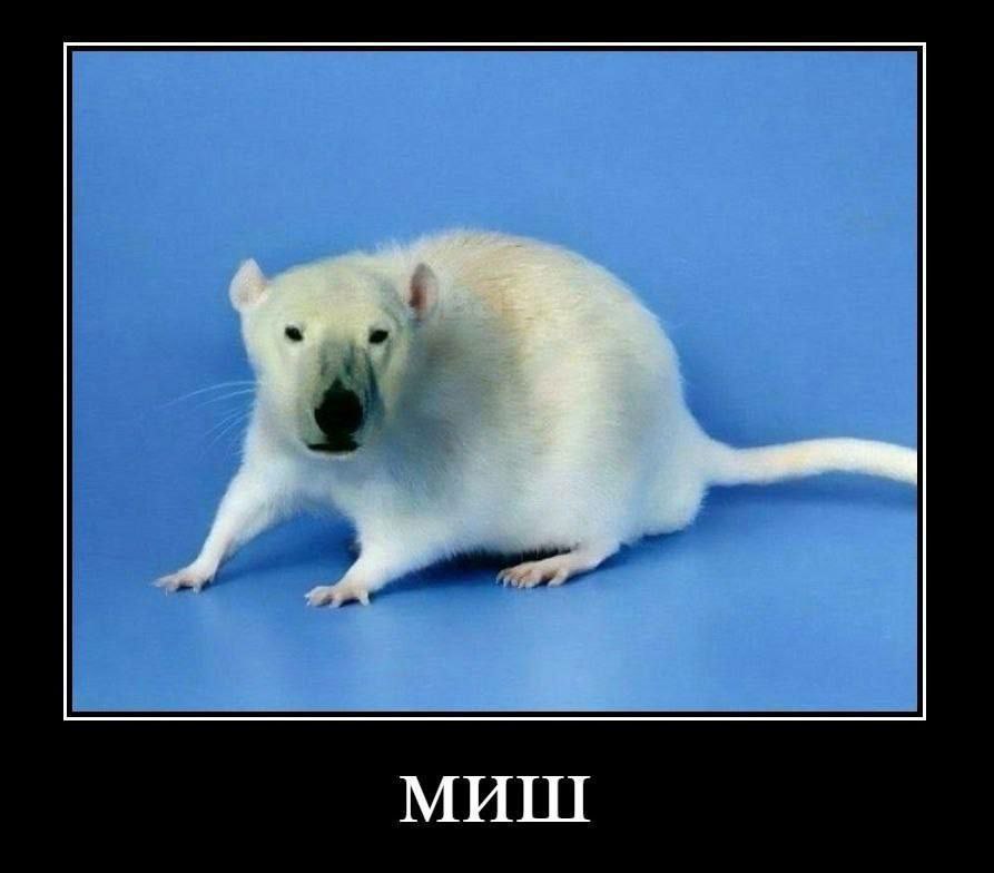 МИШ