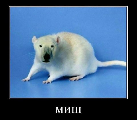 МИШ