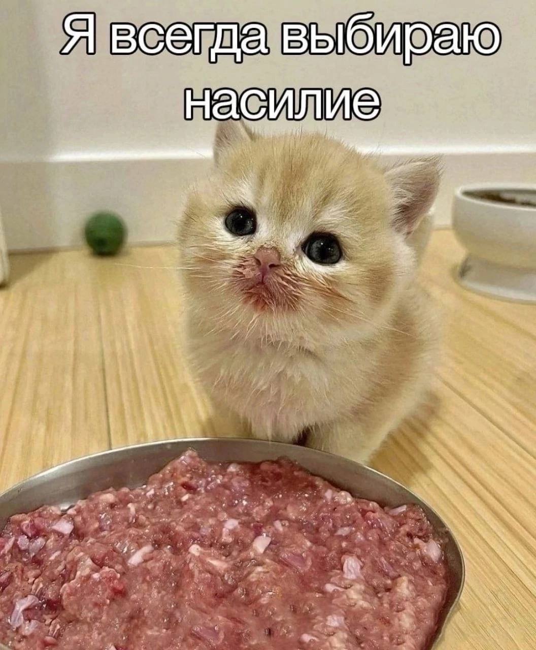 Я всегда выбираю насилие а