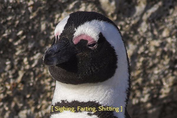 Farting, Shitting