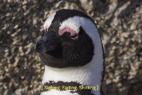 Farting, Shitting