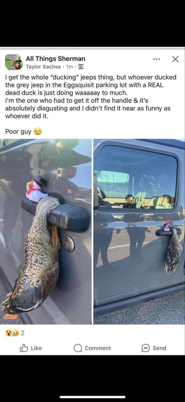All Things Sherman Taylor Sachse get the whole “ducking” jeeps thing, but whoever ducked the grey jeep in the Eggsquisit parking lot with a REAL dead duck is just doing waaaaay to much. the one who ha