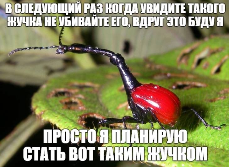 В СЛЕДУЮЩИЙ РАЗ КОГДА УВИДИТЕ ТАКОГО HE УБИВАИТЕ ЕГО, ВДРУГ ЭТО БУДУЯ ПРОСТО Я ПЛАНИРУЮ СТАТЬ ВОТ