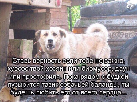 ставь верность если тебе не важно хуесос твой хозяин или биомусор даун или простофиля пока рядом с будкой пузырится тазик собачьей баланды ты будешь любить его от всего сердца