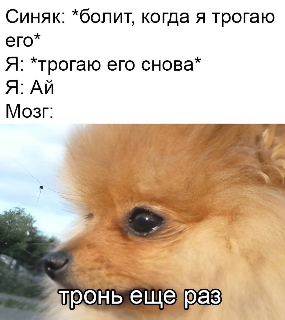 Синяк: *болит, когда я трогаю его* Я: *трогаю его снова* Я: Мозг: к 4 тронь