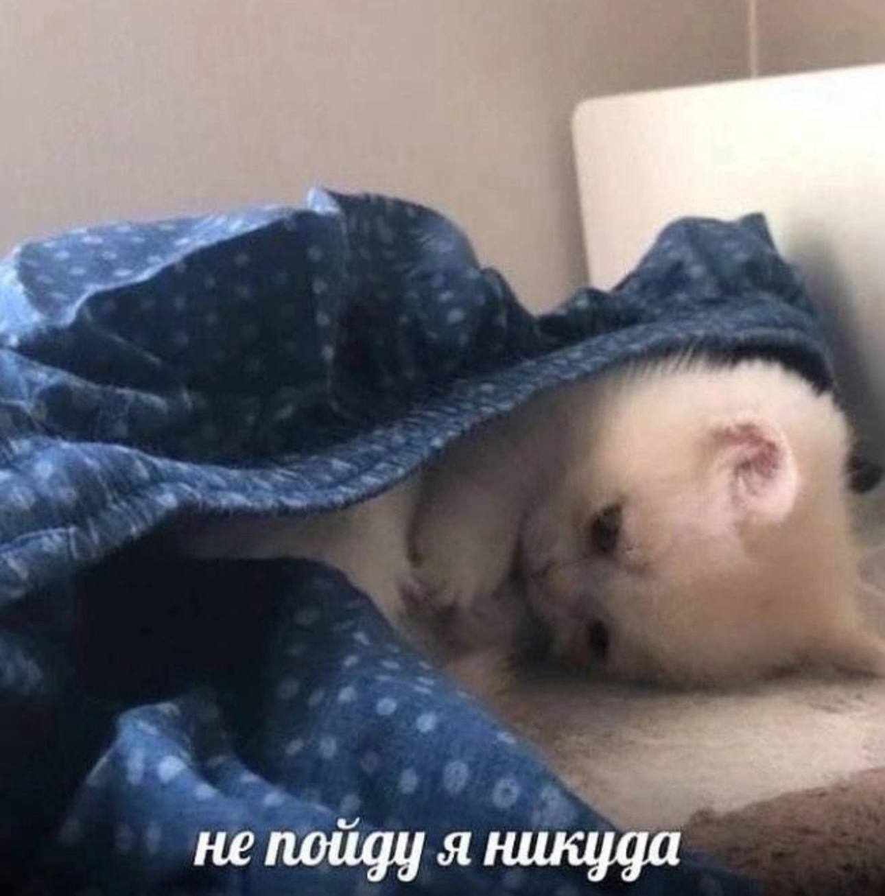 mood