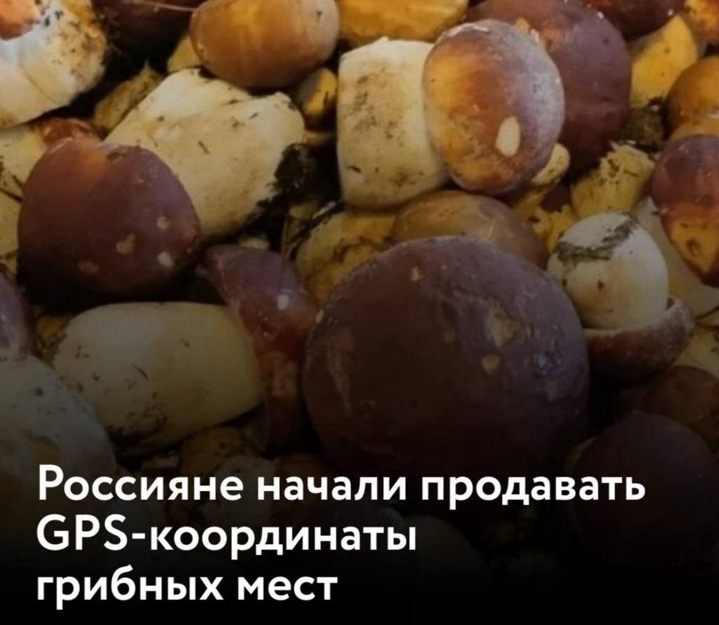 Россияне начали продавать СР5-координаты грибных мест