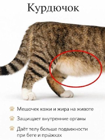 Курдючок Мешочек кожи и жира животе Защищает внутренние органы Даёт телу больше подвижности при беге и прыжках