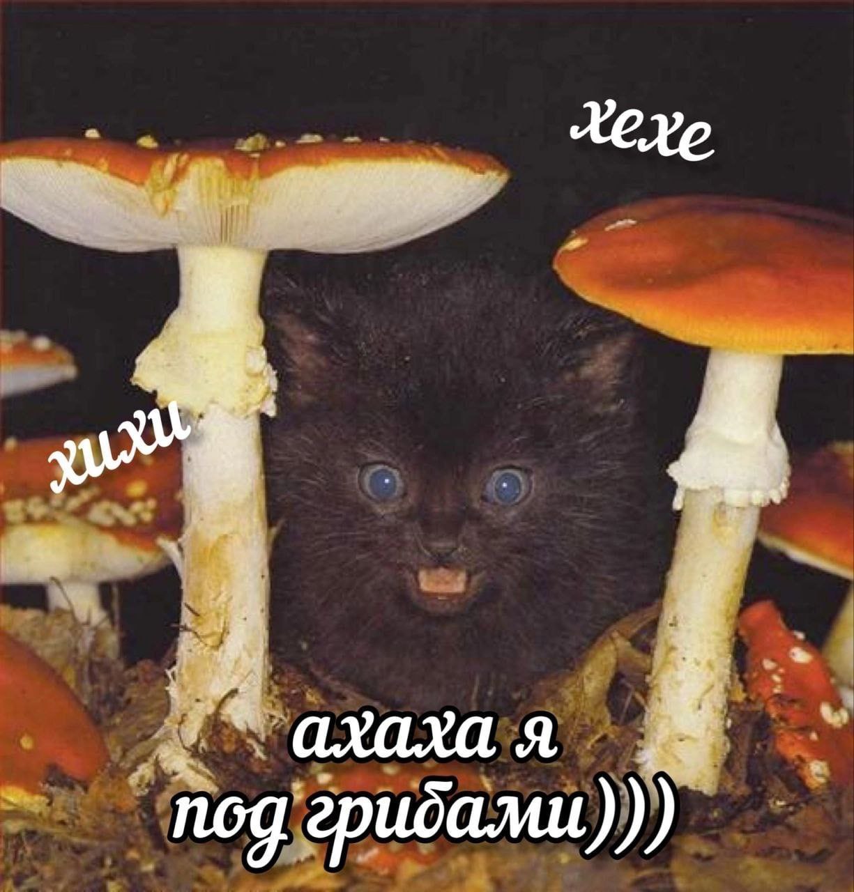 ахахая nog гридами
