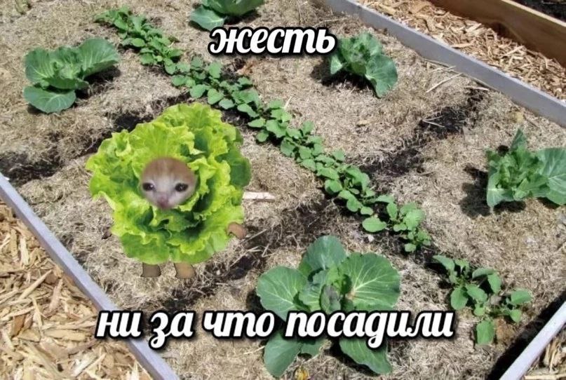 „жесть A Ни зач что посадили