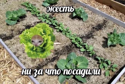 „жесть A Ни зач что посадили