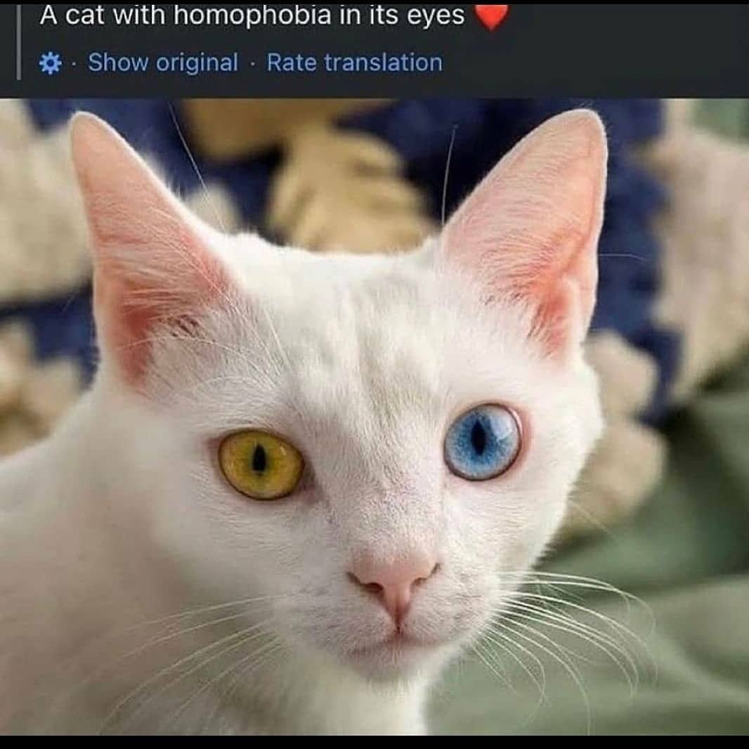A cat with homophobia in its eyes Show original Rate translation
