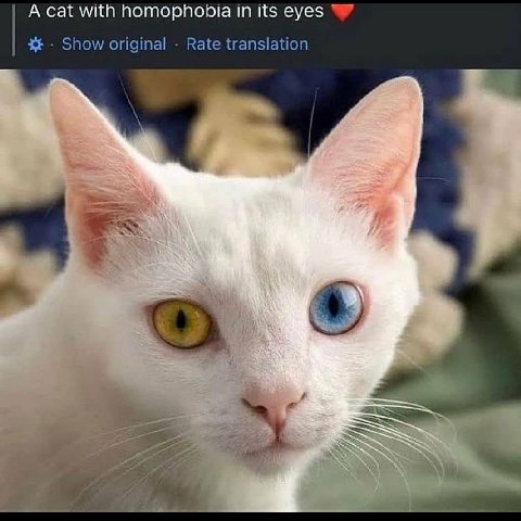 A cat with homophobia in its eyes Show original Rate translation