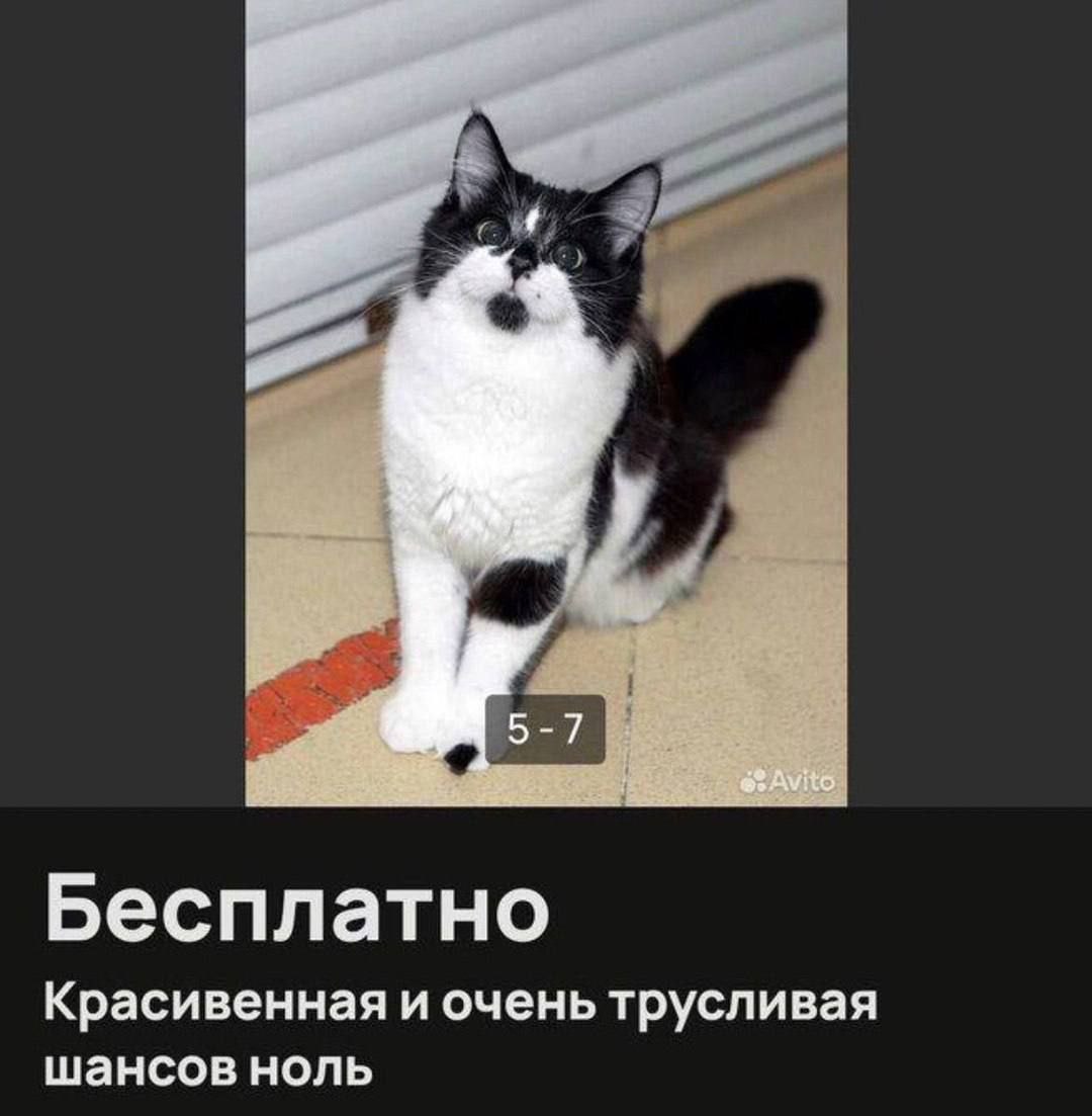 5-7 АУЦо Бесплатно Красивенная и очень трусливая шансов ноль