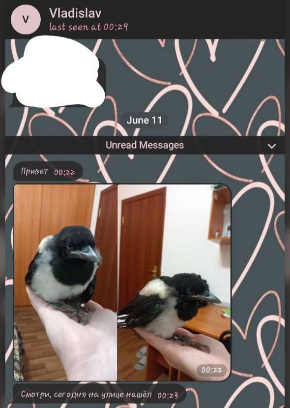 Vladislav last seen at 00:29 9 Unread Messages Привет 00:22 4 CmoT сегодня i