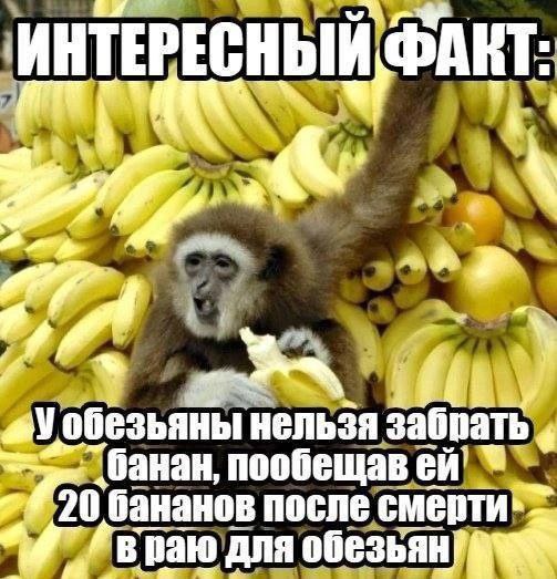 AKT у нельзя я забрать банан, пообещав 20 бананов после в раю’дляо