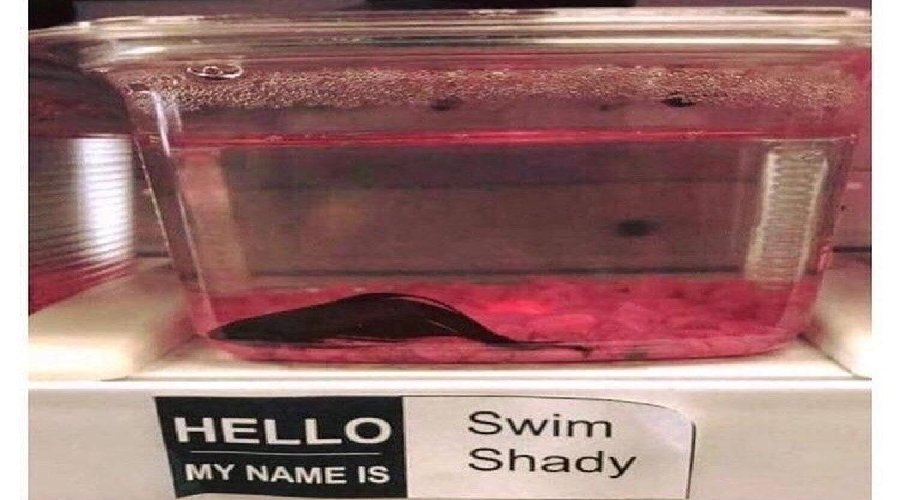 Swim Shady