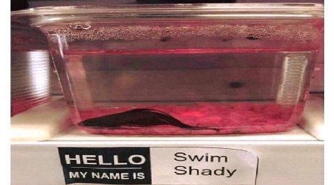 Swim Shady