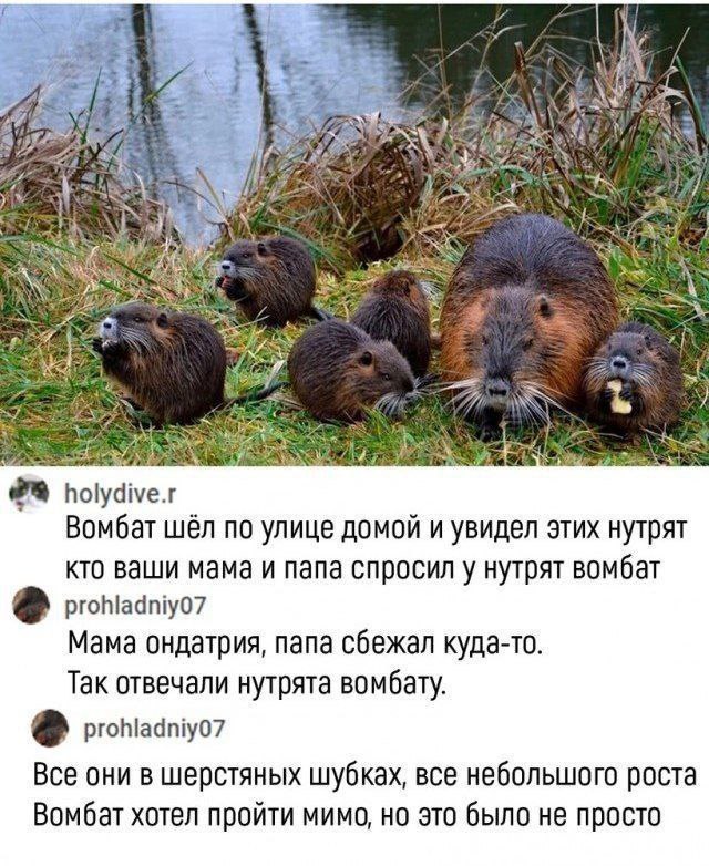 AN holydive.r Вомбат шёл по улице домой и увидел этих нутрят кто ваши мама и папа спросил у нутрят вомбат 2 prohladniy07 Mama ондатрия, папа сбежал куда-то. Так отвечали нутрята вомбату. prohladniy07 