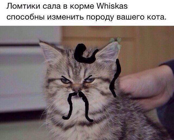 Ломтики сала в корме Whiskas способны изменить породу вашего кота.