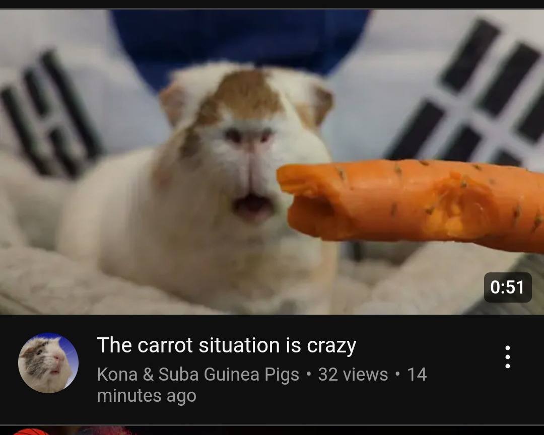 0:51 The carrot situation is crazy Копа Suba Guinea Pigs 32 views 14 minutes ago