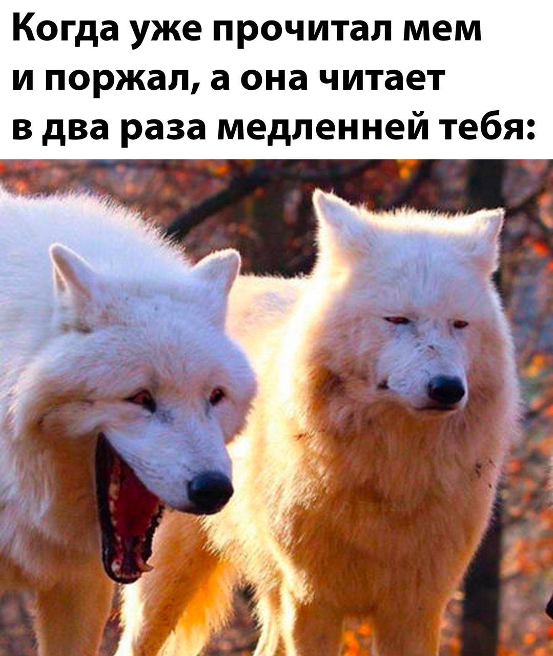 Когда уже прочитал мем и поржал, а она читает в два раза медленней тебя: у ite. я