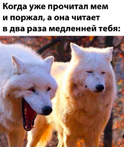 Когда уже прочитал мем и поржал, а она читает в два раза медленней тебя: у ite. я
