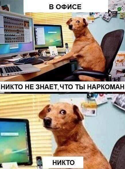 В ОФИСЕ НИКТО HE ЗНАЕТ, ЧТО ТЫ НАРКОМАН никто у